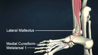 fibularis longus [upl. by Diraf290]