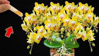 Add 1 Drop To The Root Orchids Have Never Bloomed So Much [upl. by Heller]