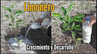 Fertilizante para Crecimiento y Desarrollo 🌿 Rápido de Citricos 🍋 [upl. by Eziechiele]