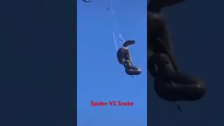 Spider vs Snakes shorts spider snake spiderman [upl. by Giustino]