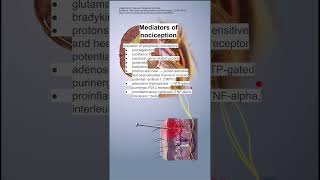 Mediators of nociception [upl. by Virginia206]