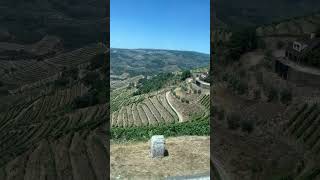 Things to do in Portugal Douro Valley Wine Tour douroriver porto travel porto portugal wine [upl. by Enilhtak]