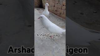 Saharanpuri Kaldume Kabootar  pigeonstatus pigeonvideo youtubeshorts [upl. by Hallimaj]