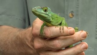 The Phylogenetic Tree of Anole Lizards — HHMI BioInteractive Video [upl. by Arvell]