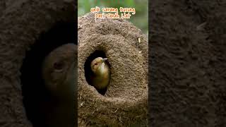 Sarang burung ovenbird unik dari tanah liat shorts caripedia yearofyou [upl. by Selway964]