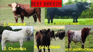 THE BEST BEEF CATTLE [upl. by Ahtabbat]