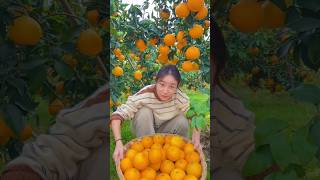 Beautiful natural landscape yellow orange fruit and harvesting activities reels 2024 orange [upl. by Nosniv]