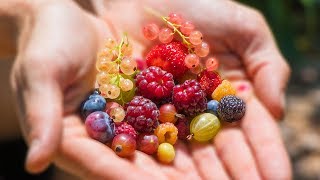 Harvesting 12 DIFFERENT kinds of BERRIES at ONCE from the GARDEN [upl. by Ettedanreb988]