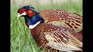 Fazant Common Pheasant Phasianus colchicus mannen in de onlanden Nederland [upl. by Greerson]