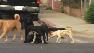 Dogs on street chase female in heat [upl. by Naitsabas]