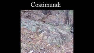 Coatimundi feeding wildlife nature coatimundi [upl. by Quincy]