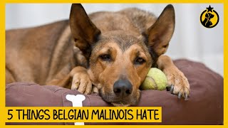 5 Things Belgian Malinois Hate That You Should Avoid [upl. by Lenzi]