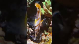 Clownfish taking care of eggs [upl. by Deuno]