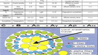 Local Anesthesia Differential Blockade through a typical nerve organization [upl. by Absa961]