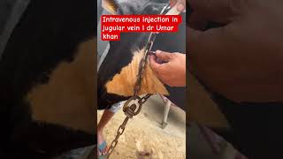 Intravenous injection in jugular vein l dr Umar khan [upl. by Izzy153]