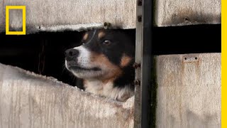 How to Whistle for a Sheepdog the Traditional Welsh Way  Short Film Showcase [upl. by Betthezul]