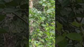 white cheeked barbet kutturuvan eating mulberries [upl. by Attenyl]