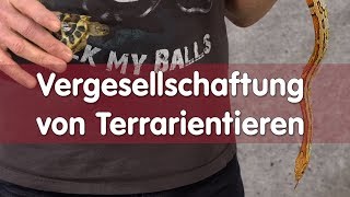 Reptil TV  Praxis – Vergesellschaftung von Terrarientieren [upl. by Lettie233]