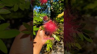 Calliandra  red powder puffplant trending plants shorts viralshort gardening ytshots short [upl. by Sidonie146]