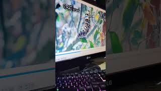 Stop Insects Naturally Ultimate Guide to Pest Control in Organic Gardens I कीडों कैसे कंट्रोल करे [upl. by Fitts762]