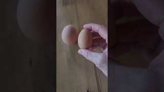 Did I get an egg from one of my pullets [upl. by Gibson]