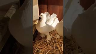 Indian Fantail Pigeon attitude subscribe channel shortsviral share like [upl. by Rai]