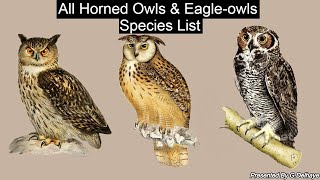 All Eagleowl amp Horned Owl Species Genus Bubo  All Owl Species Part10  Species List [upl. by Imelida]