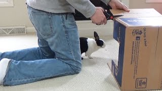 BOX FORT with a bunny rabbit [upl. by Tabitha252]