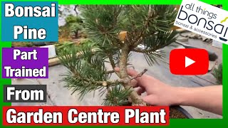 Pine Bonsai from garden centre plant to part trained tree how to [upl. by Ingold587]