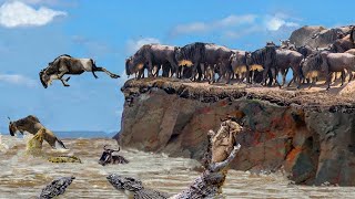 Catastrophic Migration  Wildebeests Try To Jump From Large Cliffs Into Rivers To Survive [upl. by Ttayh]