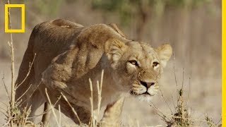 Lattaque silencieuse de la lionne sur un troupeau de gnous [upl. by Bradman]