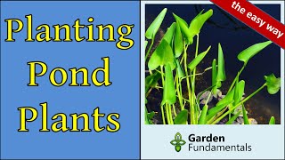 How to Plant Pond Plants 🔮🦟️🌈 The Easy Way  Without Soil [upl. by Manlove120]