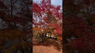 Autumn leaves at Wajimacity Iponmatsupark [upl. by Azilef392]