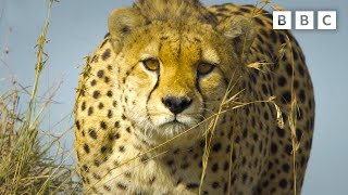 Baboon troop clash with pack of cheetahs  Serengeti  BBC [upl. by Emanuele]