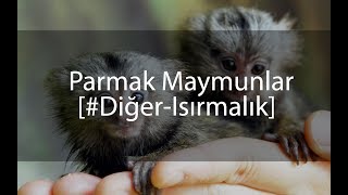 Diğer  Parmak Maymunlar [upl. by Welles]