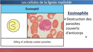 Organes et Cellules du Système Immunitaire [upl. by Eanerb]