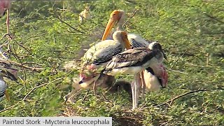 Painted Stork Mycteria leucocephala [upl. by Askari55]