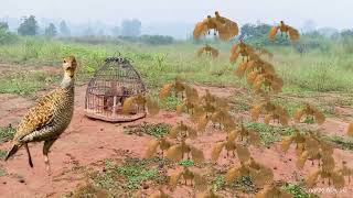 titr awaz teetar voice pheasant hunting Sound francolin voice Teetar shikar karne ki best awaz [upl. by Enois]