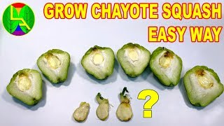 How to grow chayote squash at home easily [upl. by Afatsom]