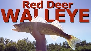 How To Catch WALLEYE in Red Deer  FaZe Timid Fishing [upl. by Elmo]