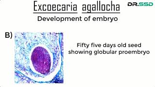 Development Of Embryo  Dr Sourav Singh Deo [upl. by Tanner]