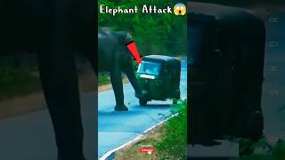 Elephant Attack On Auto Aickshaw 😱🤯🔥 shorts elephant aposhorts [upl. by Colet]