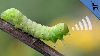 This Squeaking Caterpillar is ADORABLE [upl. by Onitnerolf]