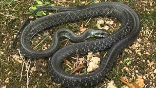 Aesculapian Snake Zamenis longissimus defensive behaviour [upl. by Lonnard601]