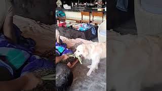 Alsa ka Khalnei k liye bulane ka tarikadoglover dogshorts dogplayingvideo subscribeyoutube [upl. by Farmer]