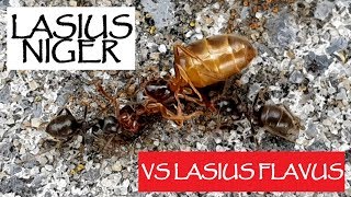 🐜 Lasius sp vs Lasius flavus Queen  Kwatrecht Belgium [upl. by Fogel634]