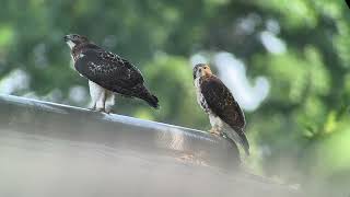 20240704 93rd Street Redtailed Hawk Fledglings [upl. by Eniamrej]