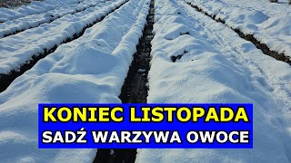 KONIEC LISTOPADA to Świetny Termin na Sadzenie Warzyw i Owoców Co siać sadzić w Listopadzie Grudniu [upl. by Adina]