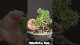 cuidado con los alambres bonsai manolofelix bonsaiaficionado bonsaiponderosaehn [upl. by Nord]