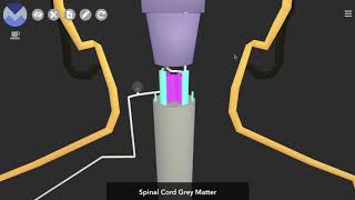 Schematic 3D Spinothalamic Pathway [upl. by Brendon]